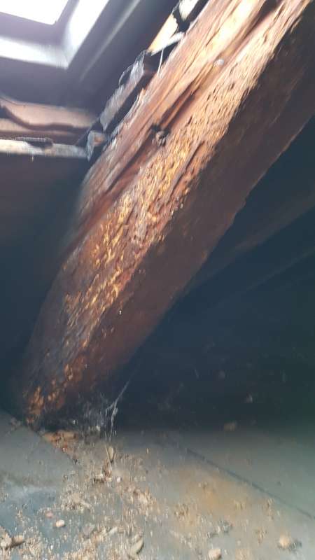 BAU.DE / BAU-Forum: 2. Bild zu Frage "Holzbock in alten Balken?" im BAU-Forum "Modernisierung / Sanierung / Bausch&auml;den"