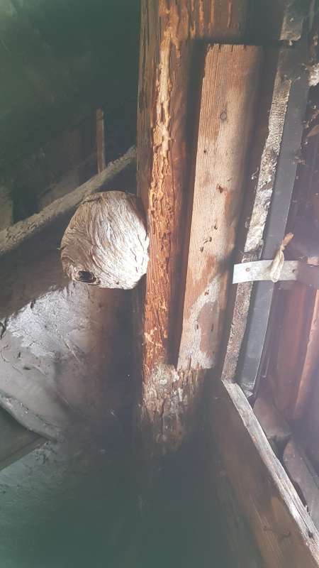 BAU.DE / BAU-Forum: 3. Bild zu Frage "Holzbock in alten Balken?" im BAU-Forum "Modernisierung / Sanierung / Bausch&auml;den"