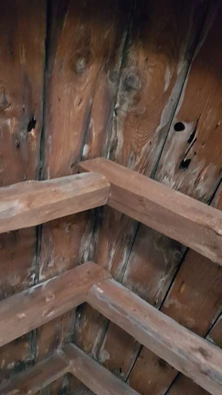 BAU.DE / BAU-Forum: 4. Bild zu Frage "Holzbock in alten Balken?" im BAU-Forum "Modernisierung / Sanierung / Bausch&auml;den"