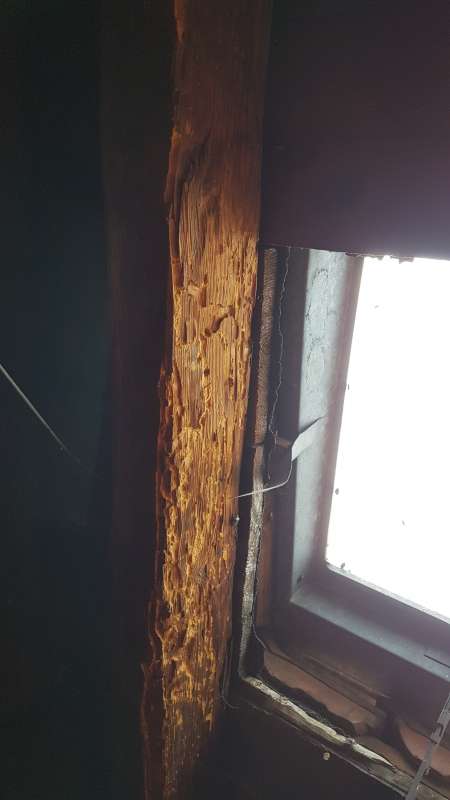 BAU.DE / BAU-Forum: 5. Bild zu Frage "Holzbock in alten Balken?" im BAU-Forum "Modernisierung / Sanierung / Bausch&auml;den"