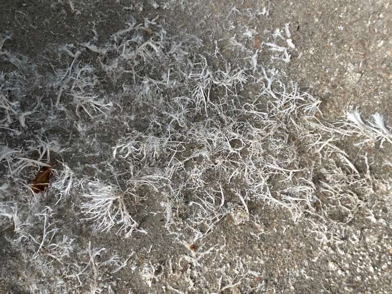 BAU.DE / BAU-Forum: 1. Bild zu Frage "Sind das Ausbl&uuml;hungen oder Schimmel oder noch was anderes?" im BAU-Forum "Modernisierung / Sanierung / Bausch&auml;den"