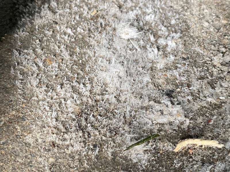 BAU.DE / BAU-Forum: 1. Bild zu Antwort "Unmittelbar daneben sah das so aus" auf die Frage "Wei&szlig;e Ablagerungen auf Betonboden in Garage: Ausbl&uuml;hungen, Schimmel oder etwas Anderes?" im BAU-Forum "Modernisierung / Sanierung / Bausch&auml;den"