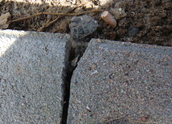 BAU.DE / BAU-Forum: 1. Bild zu Frage "Rasenkantsteine: Mängel?" im BAU-Forum "Tiefbau und Spezialtiefbau" BAU.DE / BAU-Forum: 1. Bild zu Frage "Rasenkantsteine: Mängel?" im BAU-Forum "Tiefbau und Spezialtiefbau"