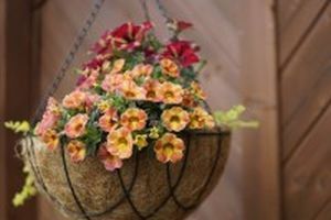 Grünes Wohnen - Warum Hängepflanzen jedes Zuhause verschönern - Bild: Foto_und_Pinsel auf Pixabay Grünes Wohnen - Warum Hängepflanzen jedes Zuhause verschönern - Bild: Foto_und_Pinsel auf Pixabay