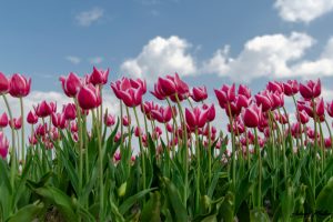 Fr&uuml;hbl&uuml;her f&uuml;r den Garten: So genie&szlig;en Sie schon im Fr&uuml;hling eine Bl&uuml;tenpracht - Bild: Ad Muller / Unsplash