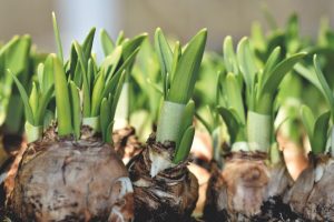 Die Zwiebel ist ein Speicherorgan, das aus fleischigen Schuppen besteht und von einer schützenden Außenhaut umgeben ist. Die Zwiebel ist ein Speicherorgan, das aus fleischigen Schuppen besteht und von einer schützenden Außenhaut umgeben ist.