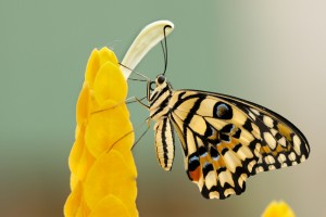 Die Vorteile von heimischen Pflanzen für Biodiversität und Garten - Bild: Boris Smokrovic / Unsplash Die Vorteile von heimischen Pflanzen für Biodiversität und Garten - Bild: Boris Smokrovic / Unsplash