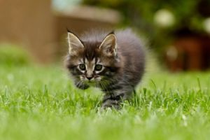 Ein Kleintier ist ein kleines, meist domestiziertes Tier, das h&auml;ufig als Haustier gehalten wird.