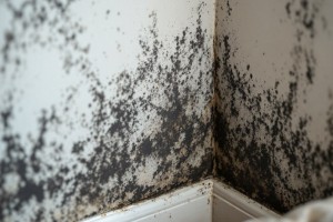 Schimmelprävention umfasst alle baulichen und verhaltensabhängigen Maßnahmen, die darauf abzielen, die Entstehung von Schimmelpilzen in Innenräumen dauerhaft zu verhindern. Schimmelprävention umfasst alle baulichen und verhaltensabhängigen Maßnahmen, die darauf abzielen, die Entstehung von Schimmelpilzen in Innenräumen dauerhaft zu verhindern.