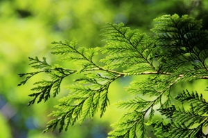 Thuja ist eine Pflanzengattung, die zur Familie der Zypressengew&auml;chse geh&ouml;rt.