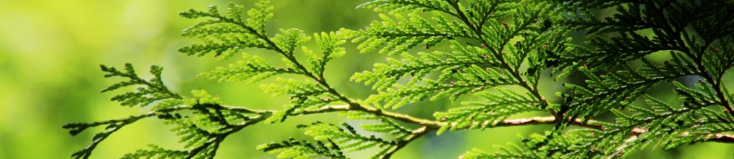 Thuja