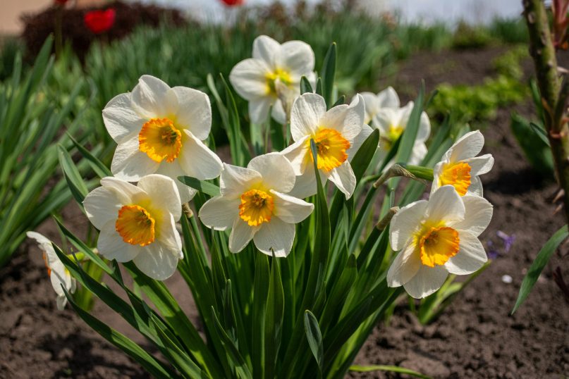 Die Narzisse, oft als Osterglocke bezeichnet, ist eine Zwiebelpflanze, die durch ihre gelben oder wei&szlig;en Bl&uuml;ten auff&auml;llt.