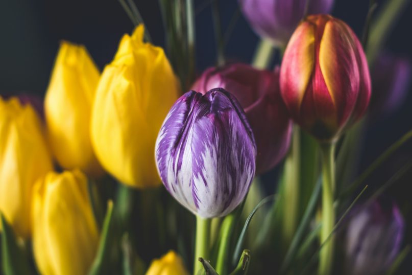 Tulpenzwiebeln pflanzen: Die richtige Bodenvorbereitung im Herbst sorgt daf&uuml;r, dass Tulpenzwiebeln im Fr&uuml;hling gesund und kr&auml;ftig austreiben.
