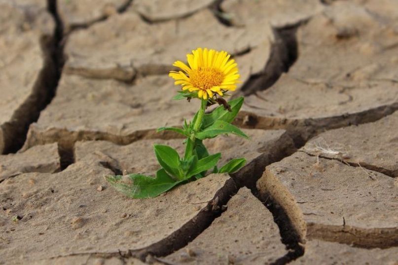 Hitze und D&uuml;rre