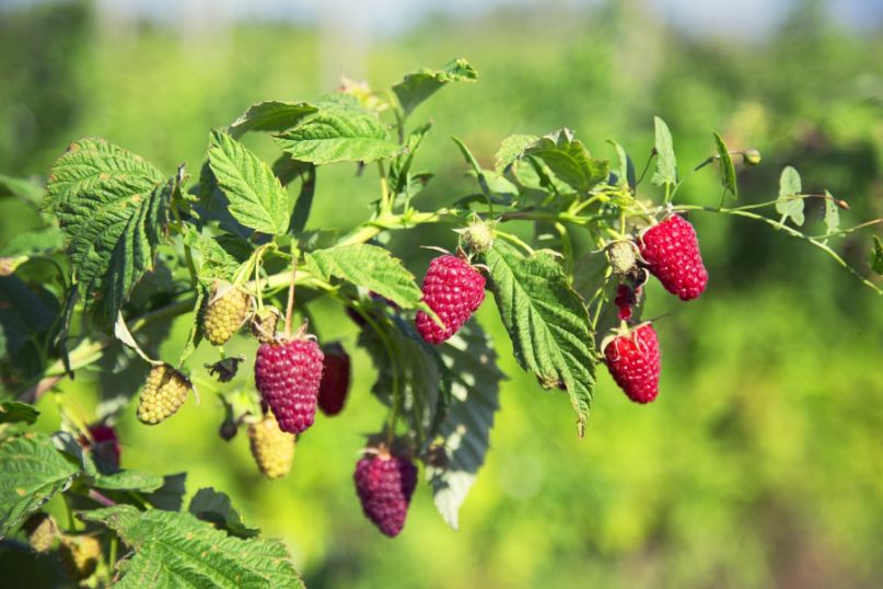 Der Himbeerstrauch, botanisch Rubus idaeus, ist ein aufrecht wachsendes, mehrj&auml;hriges Geh&ouml;lz aus der Familie der Rosengew&auml;chse.