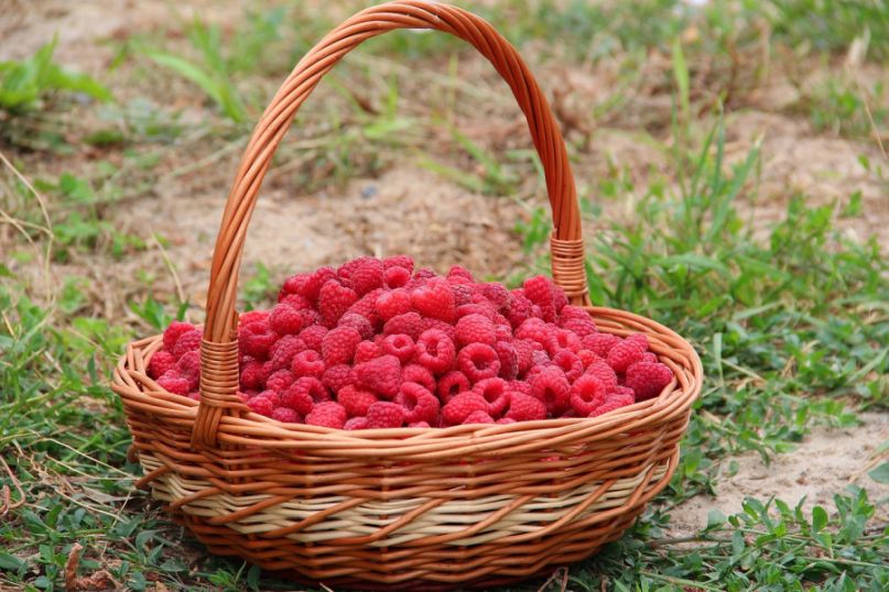 Die Himbeere (Rubus idaeus) ist eine kleine, rote oder gelegentlich gelbe Sammelfrucht, die zur Familie der Rosengew&auml;chse geh&ouml;rt.