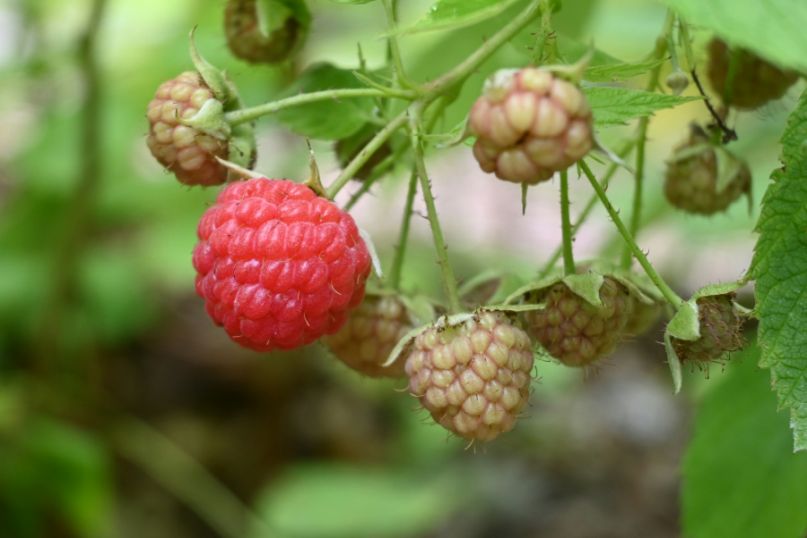 Eine Beere ist eine saftige, fleischige Frucht, die sich durch eine meist runde oder ovale Form und einen hohen Anteil an Fruchtsaft auszeichnet.