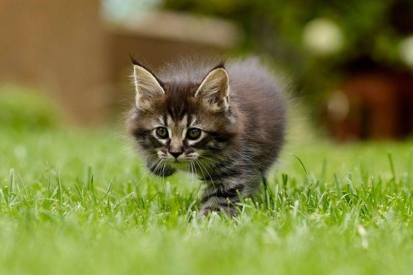 Rollrasen als optimale Wahl