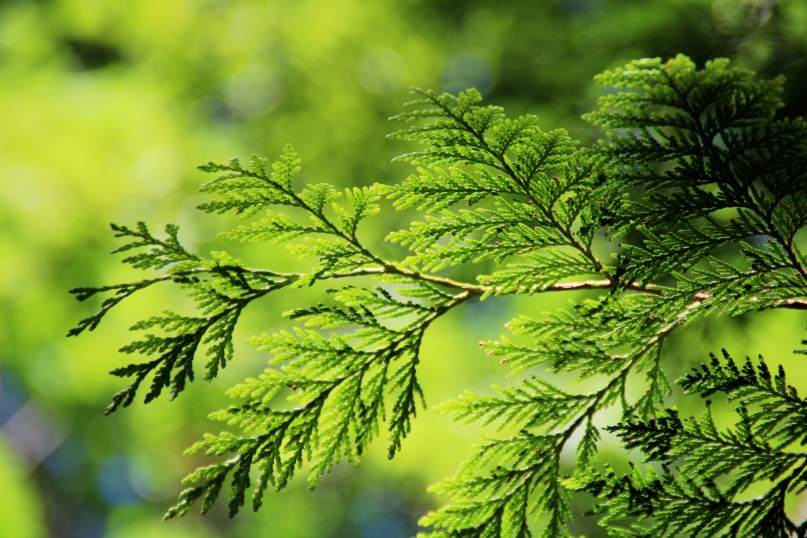 Thuja ist eine Pflanzengattung, die zur Familie der Zypressengew&auml;chse geh&ouml;rt.